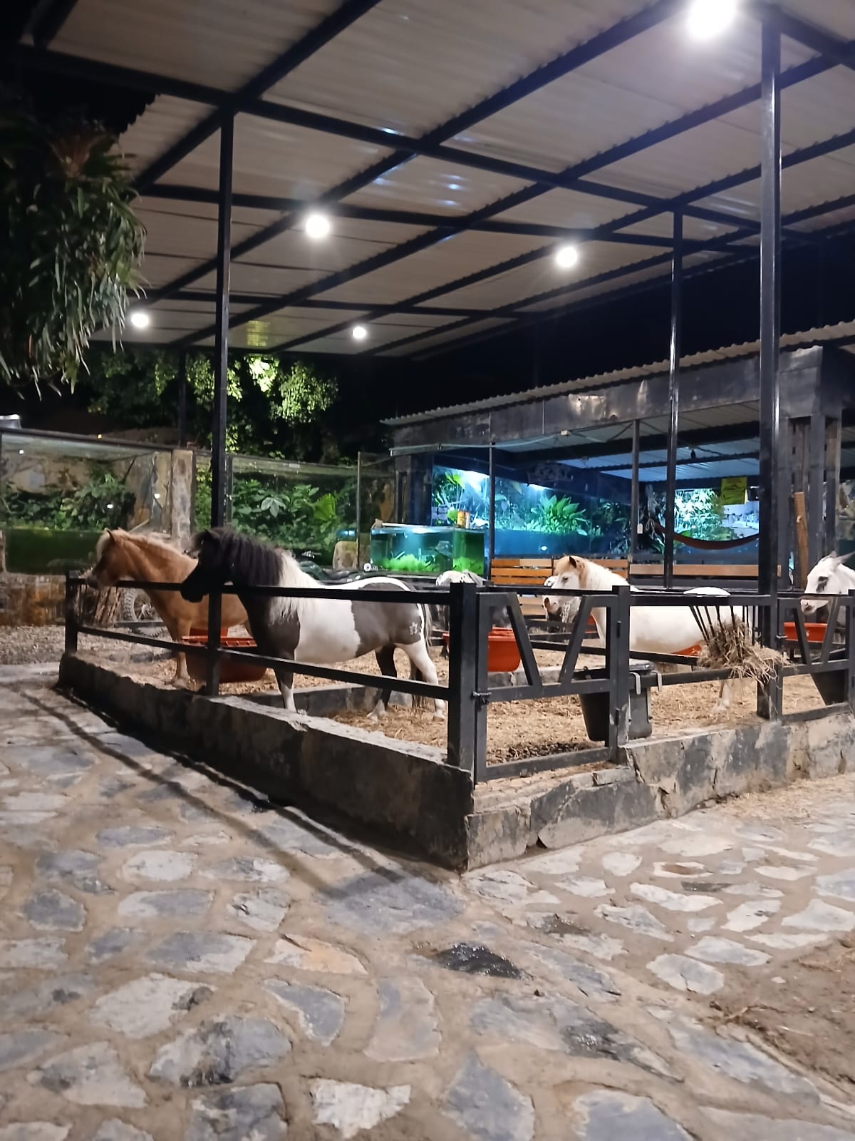 PAYARA PARK